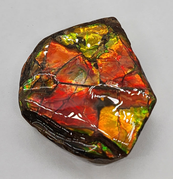 Ammolite Free Form Gem Specimen | Canada