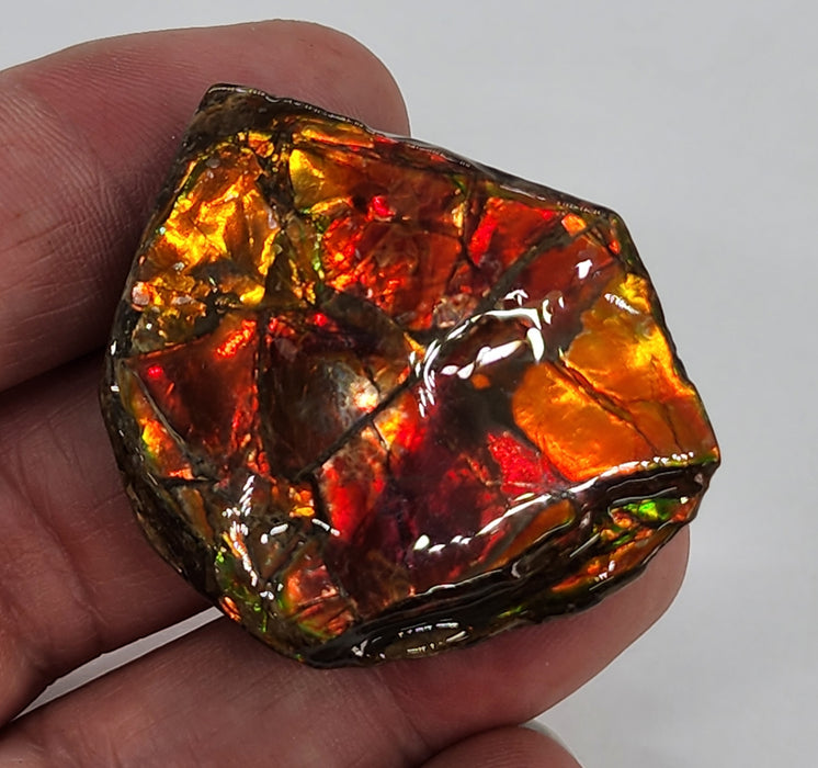 Ammolite Free Form Gem Specimen | Canada