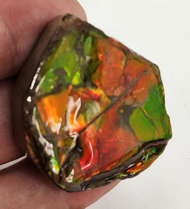 Ammolite Free Form Gem Specimen | Canada