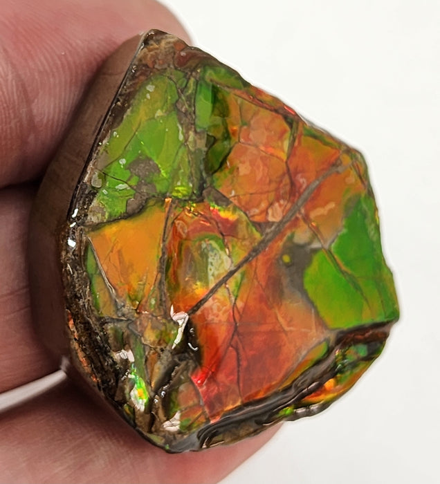 Ammolite Free Form Gem Specimen | Canada