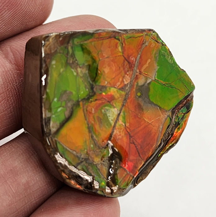 Ammolite Free Form Gem Specimen | Canada