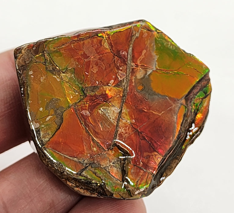 Ammolite Free Form Gem Specimen | Canada