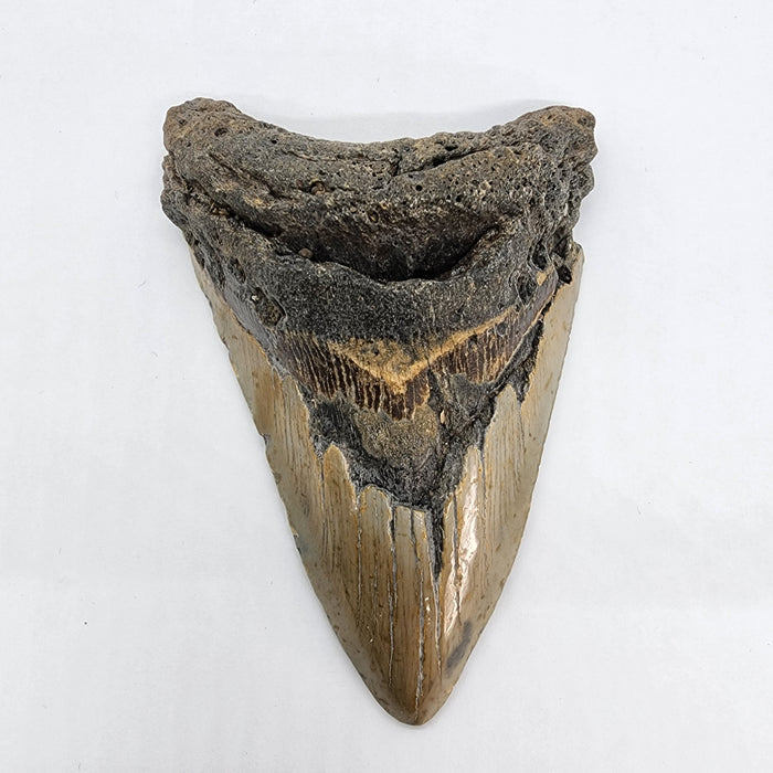 4.75" Megalodon Tooth | Hawthorn Formation