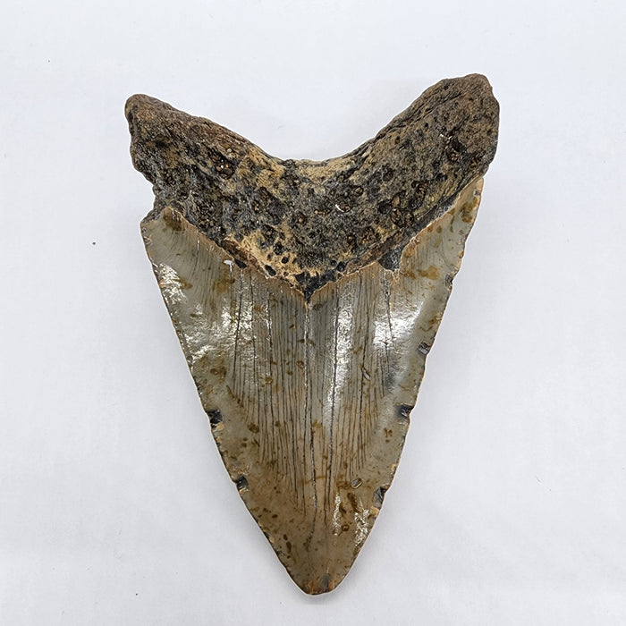 4.75" Megalodon Tooth | Hawthorn Formation