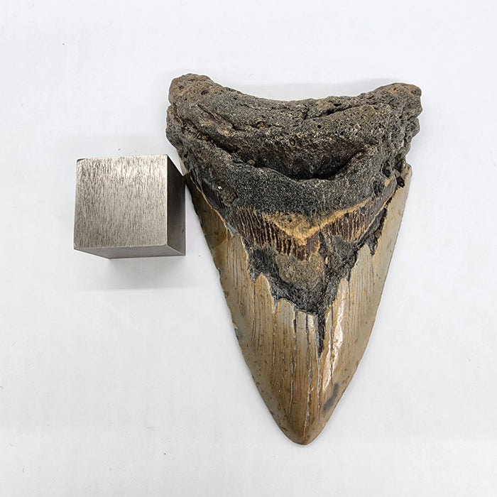 4.75" Megalodon Tooth | Hawthorn Formation