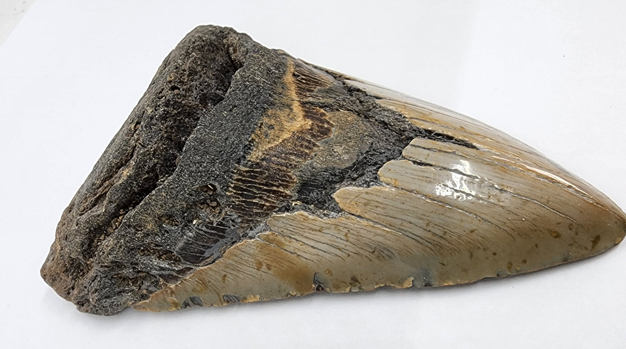 4.75" Megalodon Tooth | Hawthorn Formation