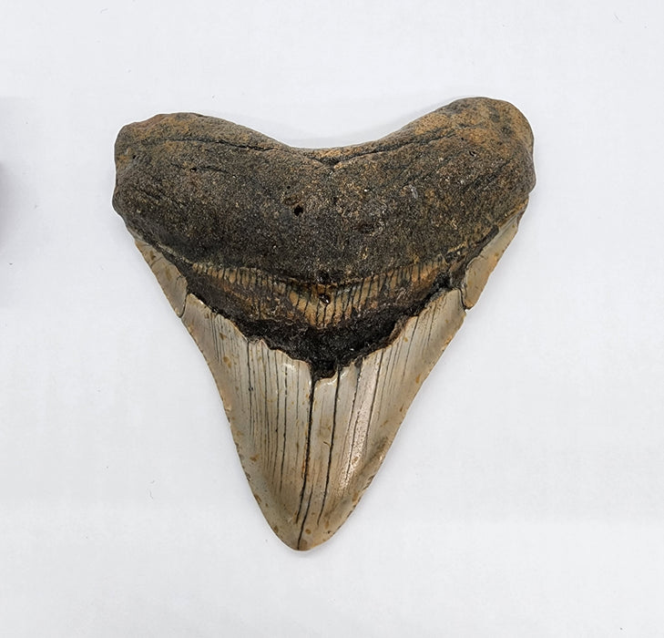 4.25" Megalodon Tooth | Hawthorn Formation