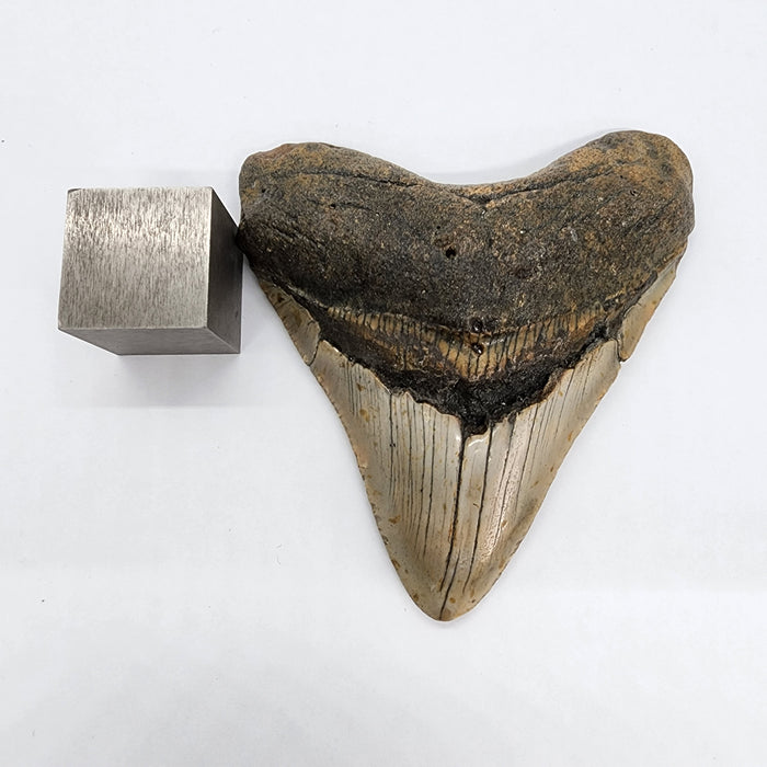 4.25" Megalodon Tooth | Hawthorn Formation