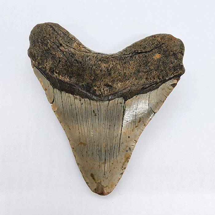 4.25" Megalodon Tooth | Hawthorn Formation