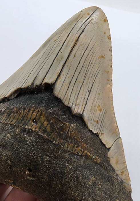 4.25" Megalodon Tooth | Hawthorn Formation