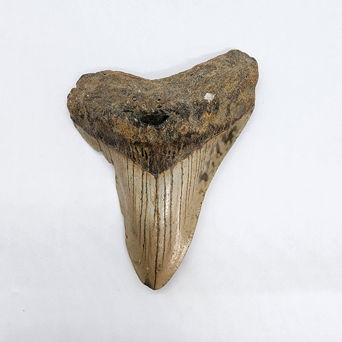 4" Megalodon Tooth | Hawthorn Formation