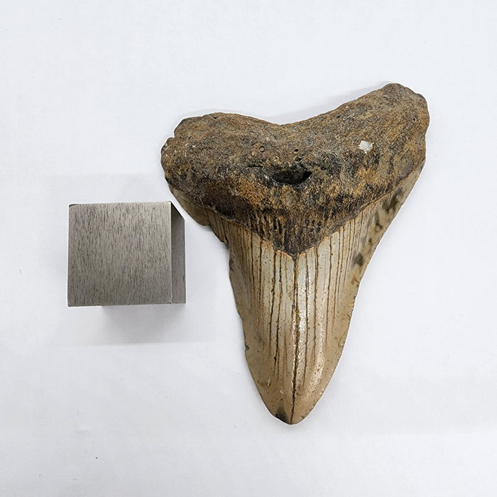 4" Megalodon Tooth | Hawthorn Formation