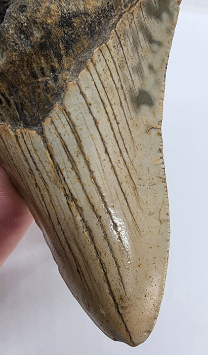 4" Megalodon Tooth | Hawthorn Formation