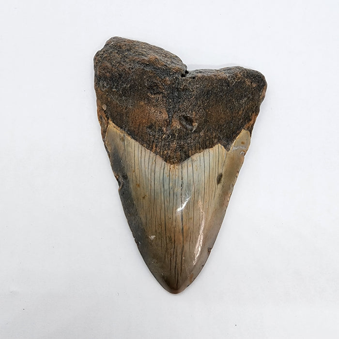 4.5" Megalodon Tooth | Hawthorn Formation