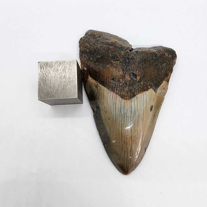 4.5" Megalodon Tooth | Hawthorn Formation