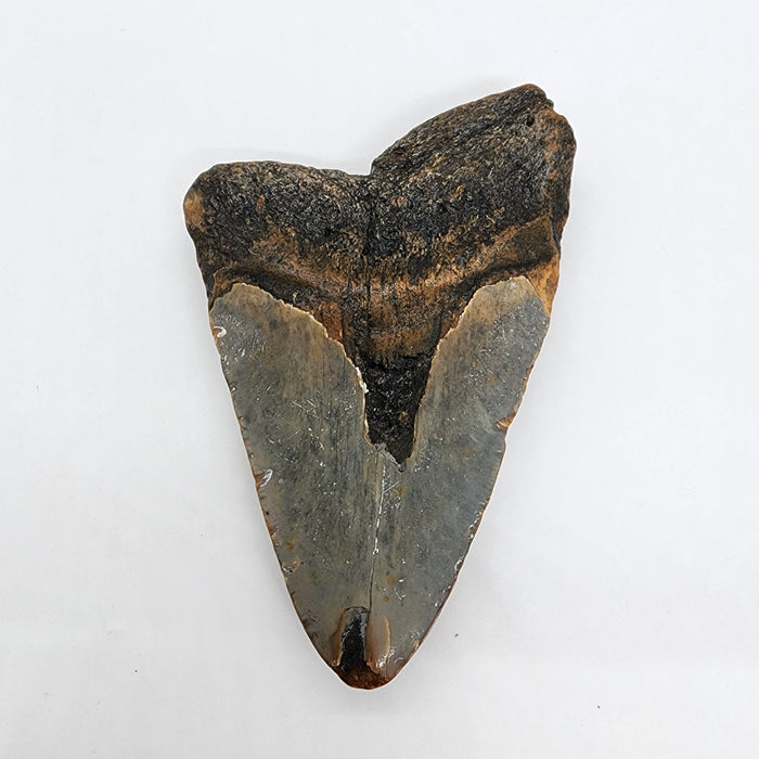 4.5" Megalodon Tooth | Hawthorn Formation