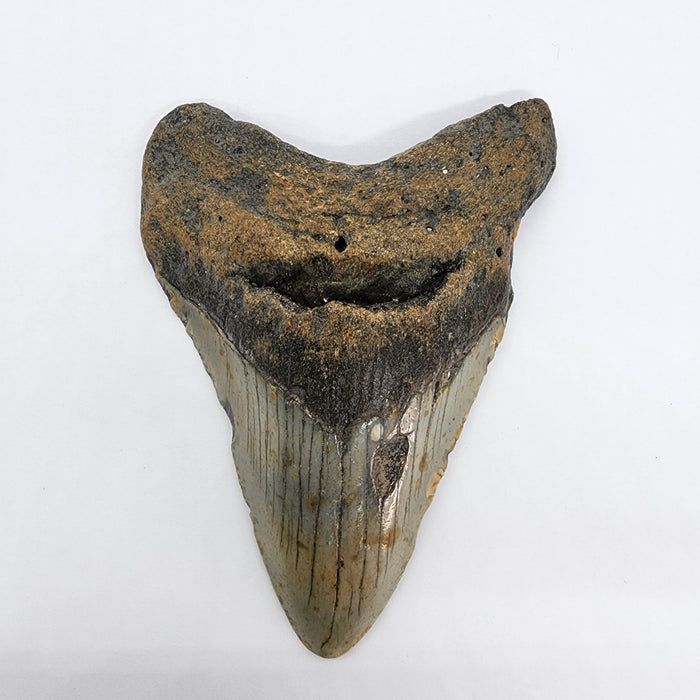 4.5" Megalodon Tooth | Hawthorn Formation