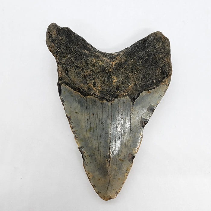 4.5" Megalodon Tooth | Hawthorn Formation