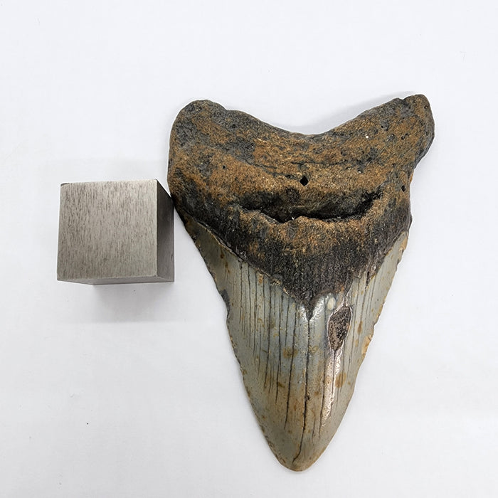 4.5" Megalodon Tooth | Hawthorn Formation