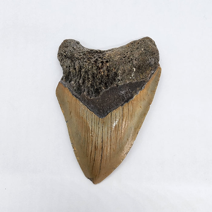 4.25" Megalodon Tooth | Hawthorn Formation