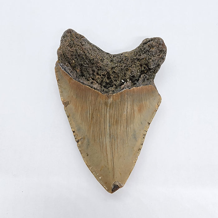 4.25" Megalodon Tooth | Hawthorn Formation