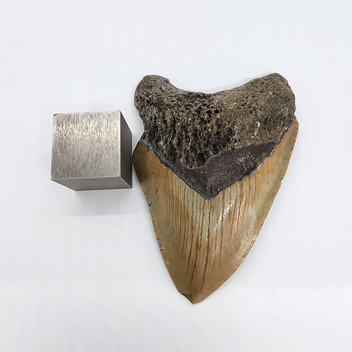 4.25" Megalodon Tooth | Hawthorn Formation