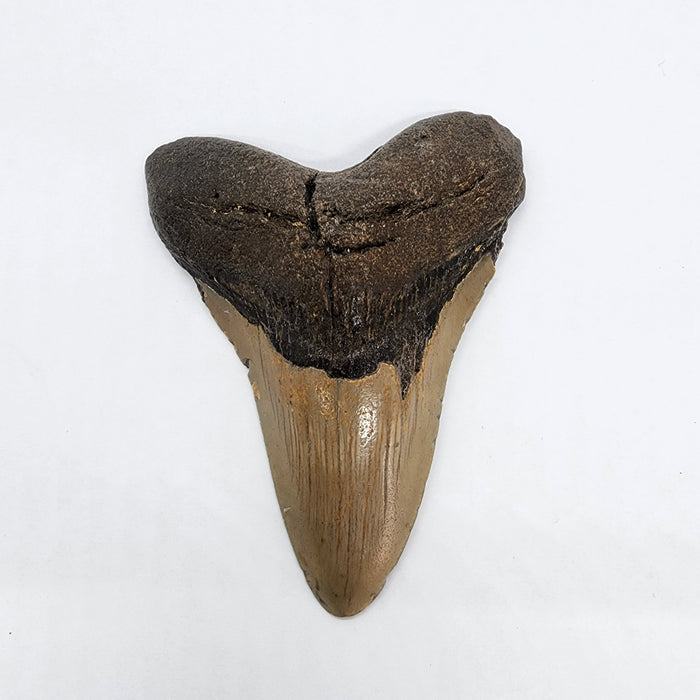 4" Megalodon Tooth | Hawthorn Formation