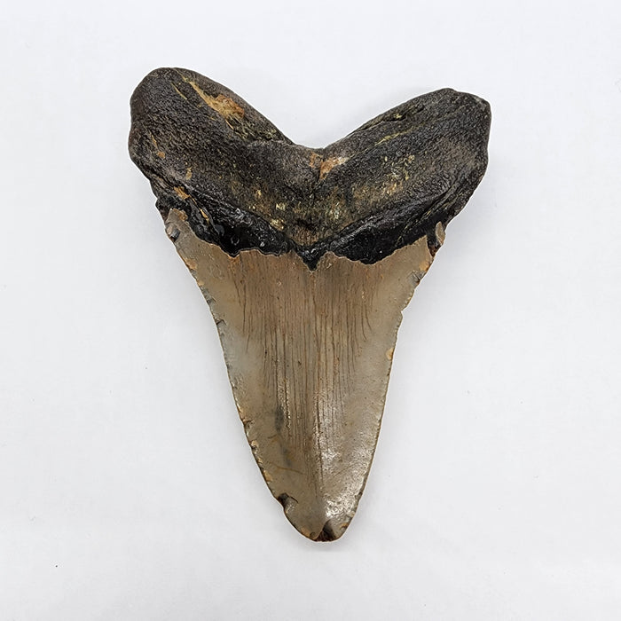 4" Megalodon Tooth | Hawthorn Formation