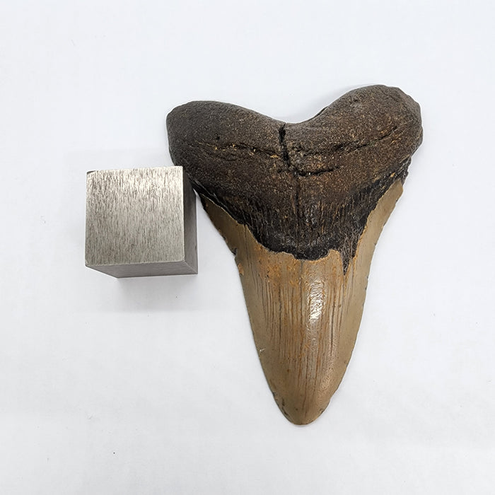 4" Megalodon Tooth | Hawthorn Formation