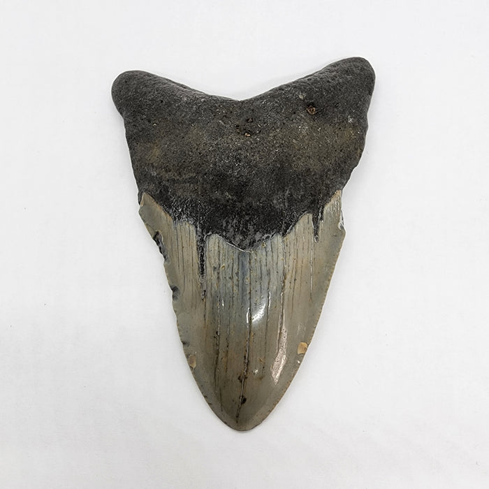 4" Megalodon Tooth | Hawthorn Formation