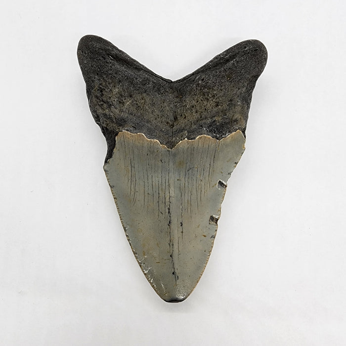 4" Megalodon Tooth | Hawthorn Formation