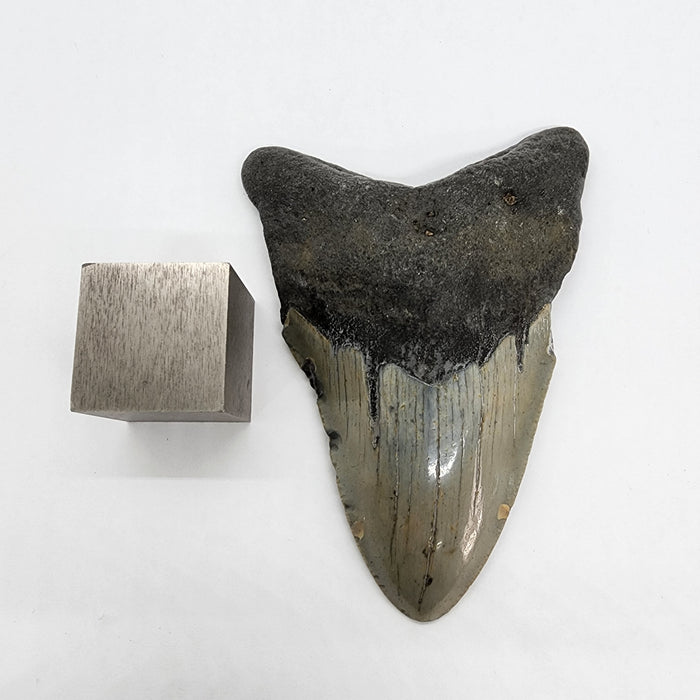 4" Megalodon Tooth | Hawthorn Formation