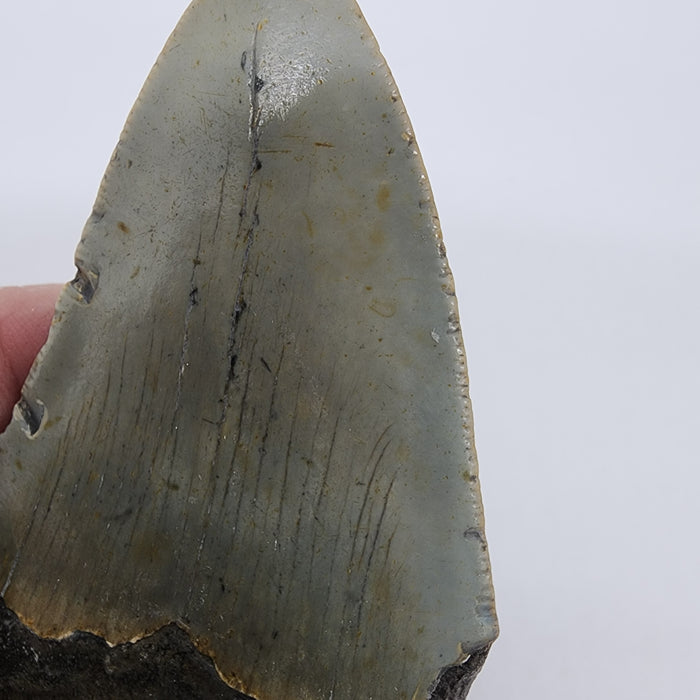 4" Megalodon Tooth | Hawthorn Formation