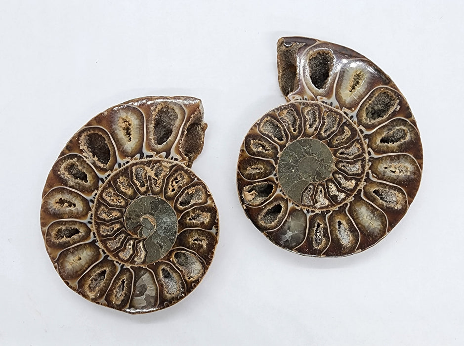 Ammonite Pair 2.75"