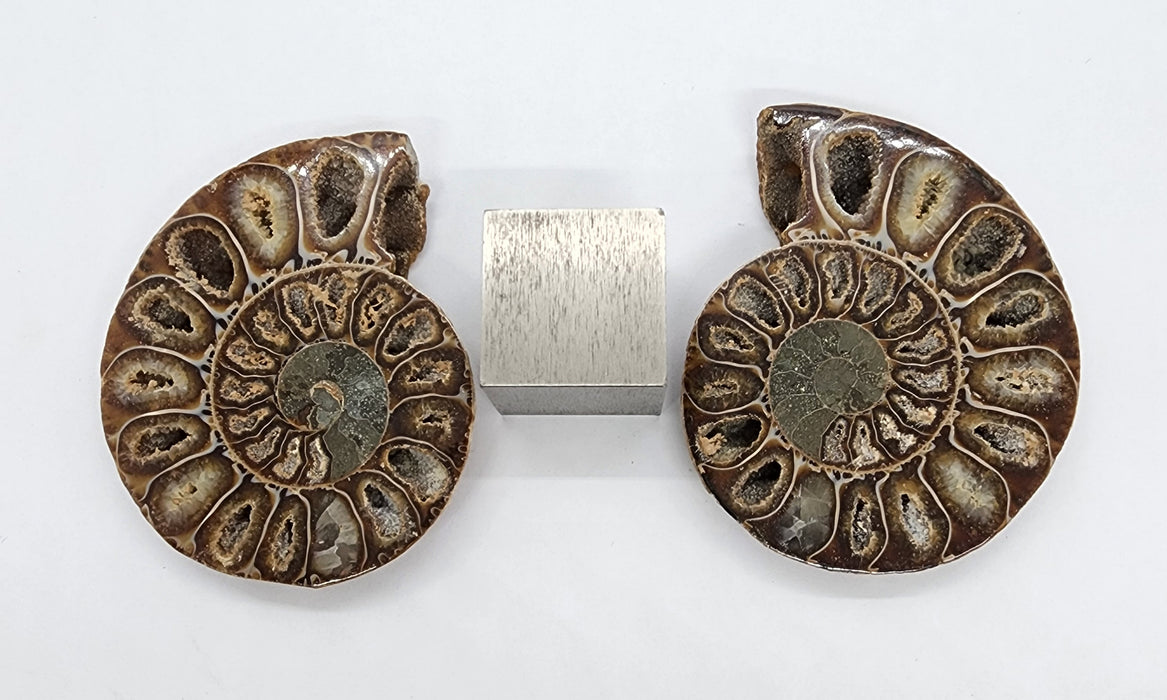 Ammonite Pair 2.75"