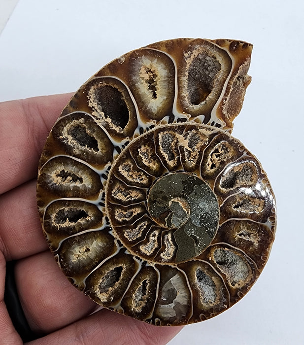 Ammonite Pair 2.75"