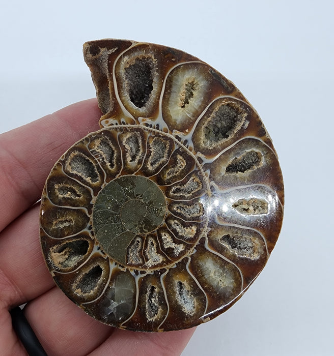 Ammonite Pair 2.75"