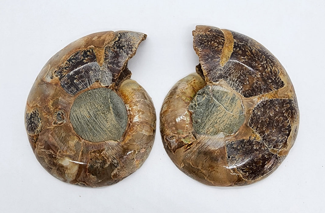 Ammonite Pair 2.75"