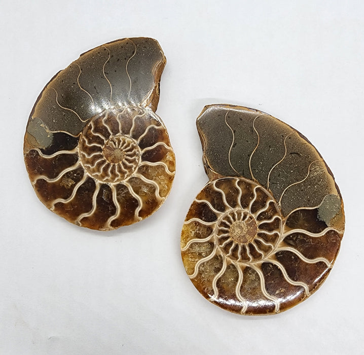 Ammonite Pair 2.75"