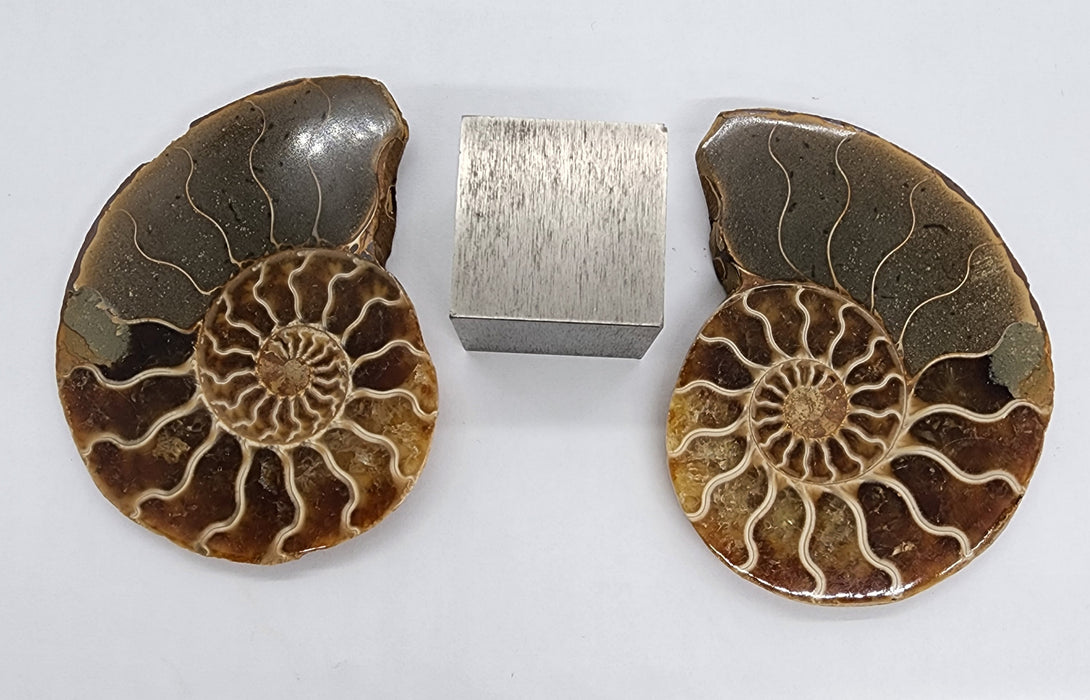 Ammonite Pair 2.75"