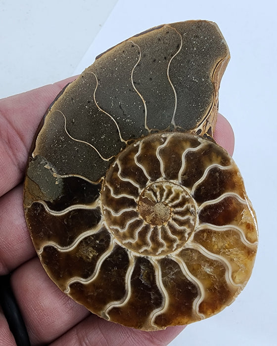 Ammonite Pair 2.75"