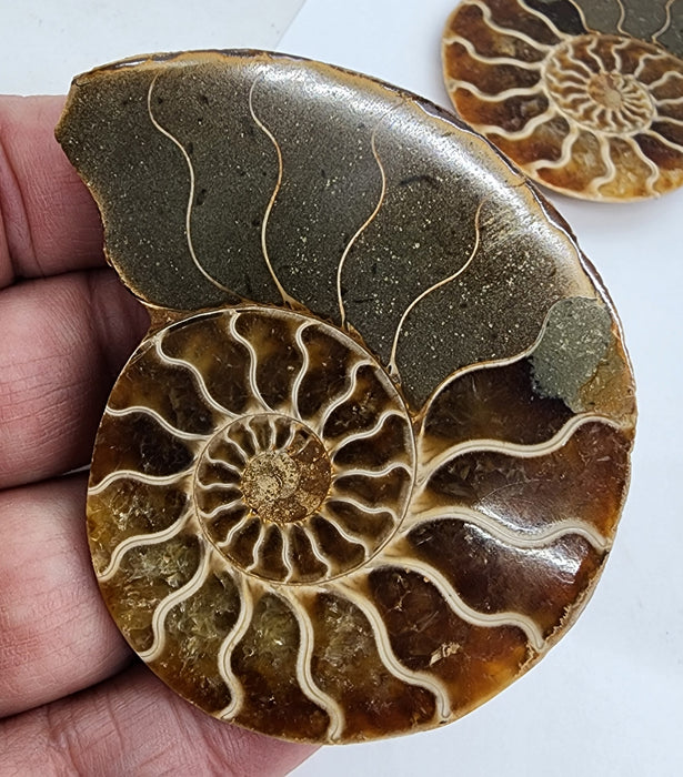 Ammonite Pair 2.75"