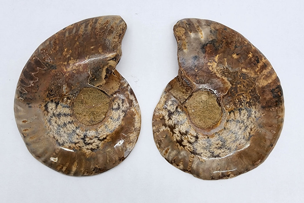 Ammonite Pair 2.75"