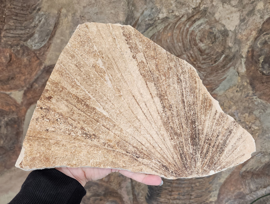 Partial Fossil Palm Leaf | Sabalites powelli | Green River Formation