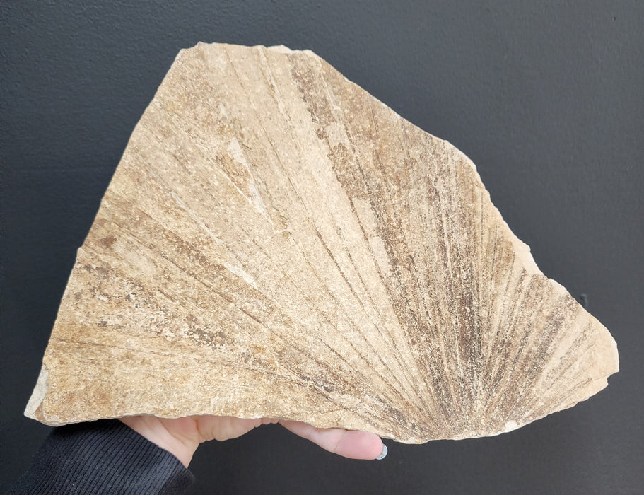 Partial Fossil Palm Leaf | Sabalites powelli | Green River Formation