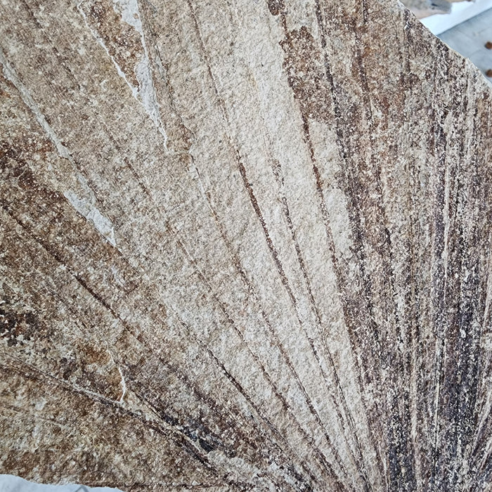 Partial Fossil Palm Leaf | Sabalites powelli | Green River Formation