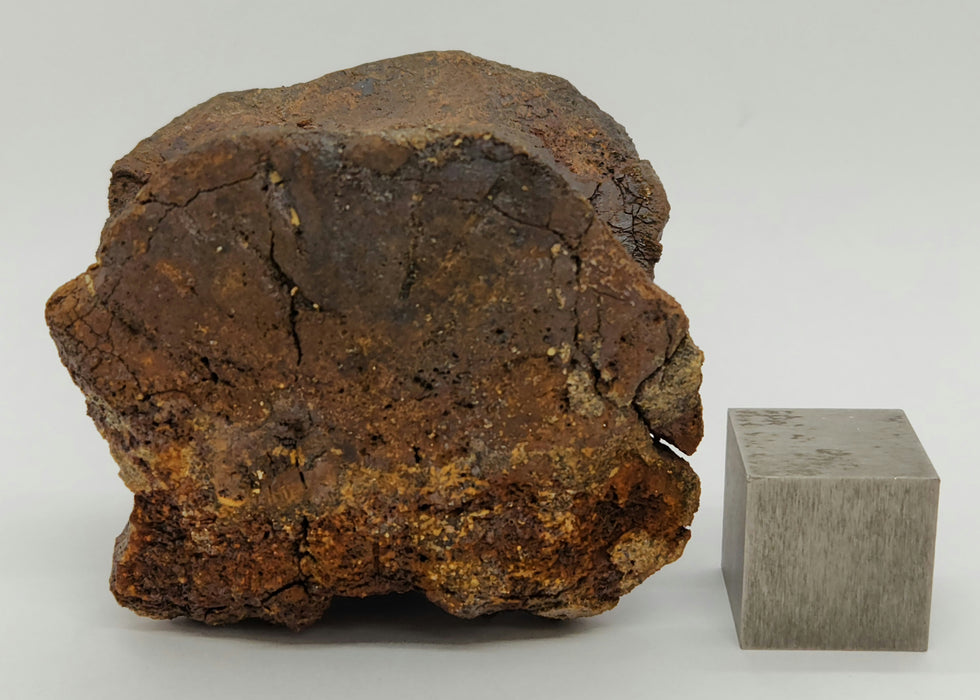 Hadrosaur Caudal (Tail) Vertebra on Stand | Montana