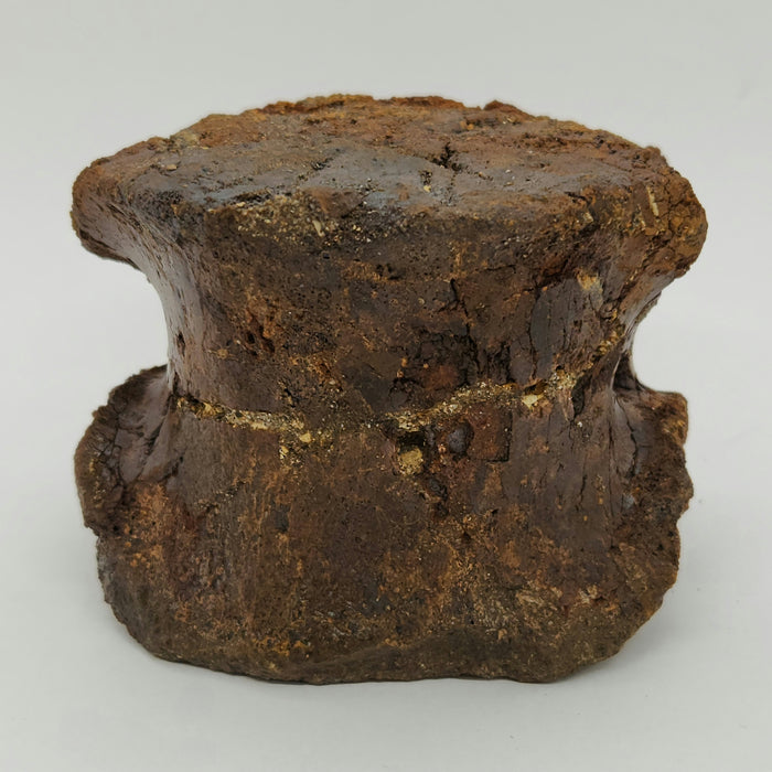 Hadrosaur Caudal (Tail) Vertebra on Stand | Montana