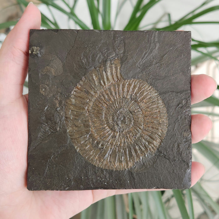 Dactylioceras Ammonite | Germany