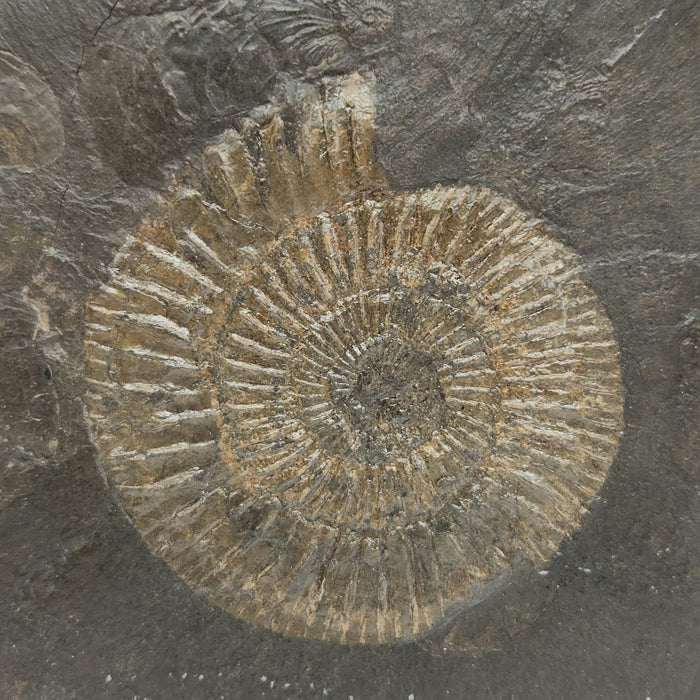 Dactylioceras Ammonite | Germany